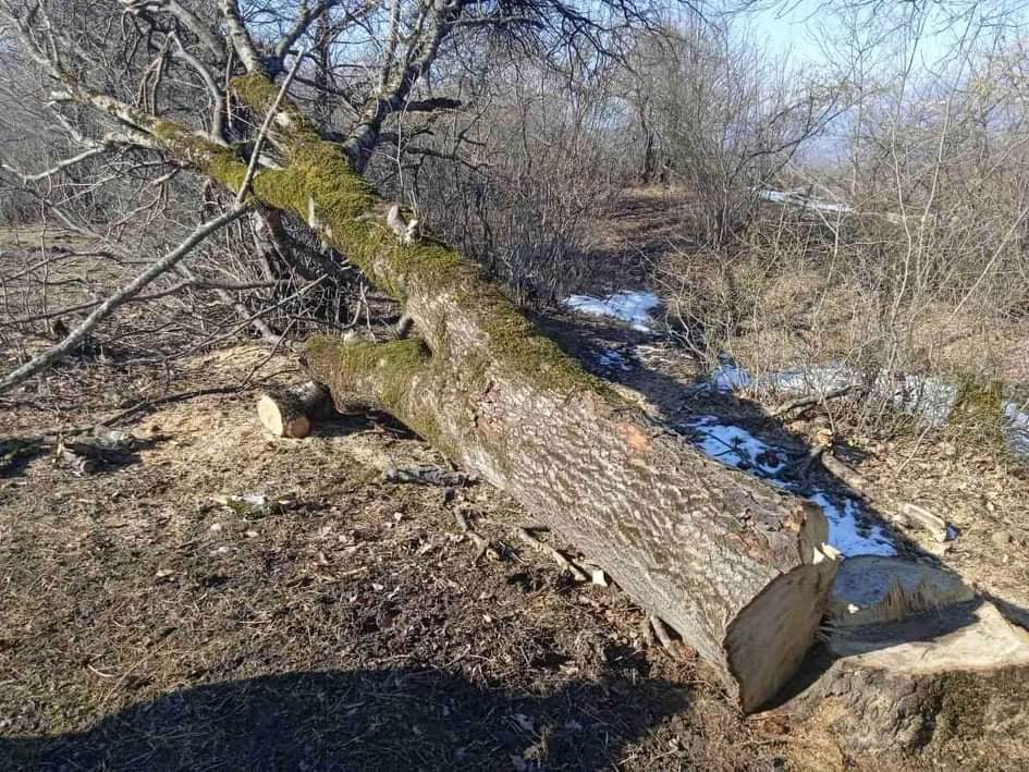 ბოლო ერთ თვეში იმერეთში ხე-ტყის უკანონო მოპოვების 40 ფაქტი გამოვლინდა