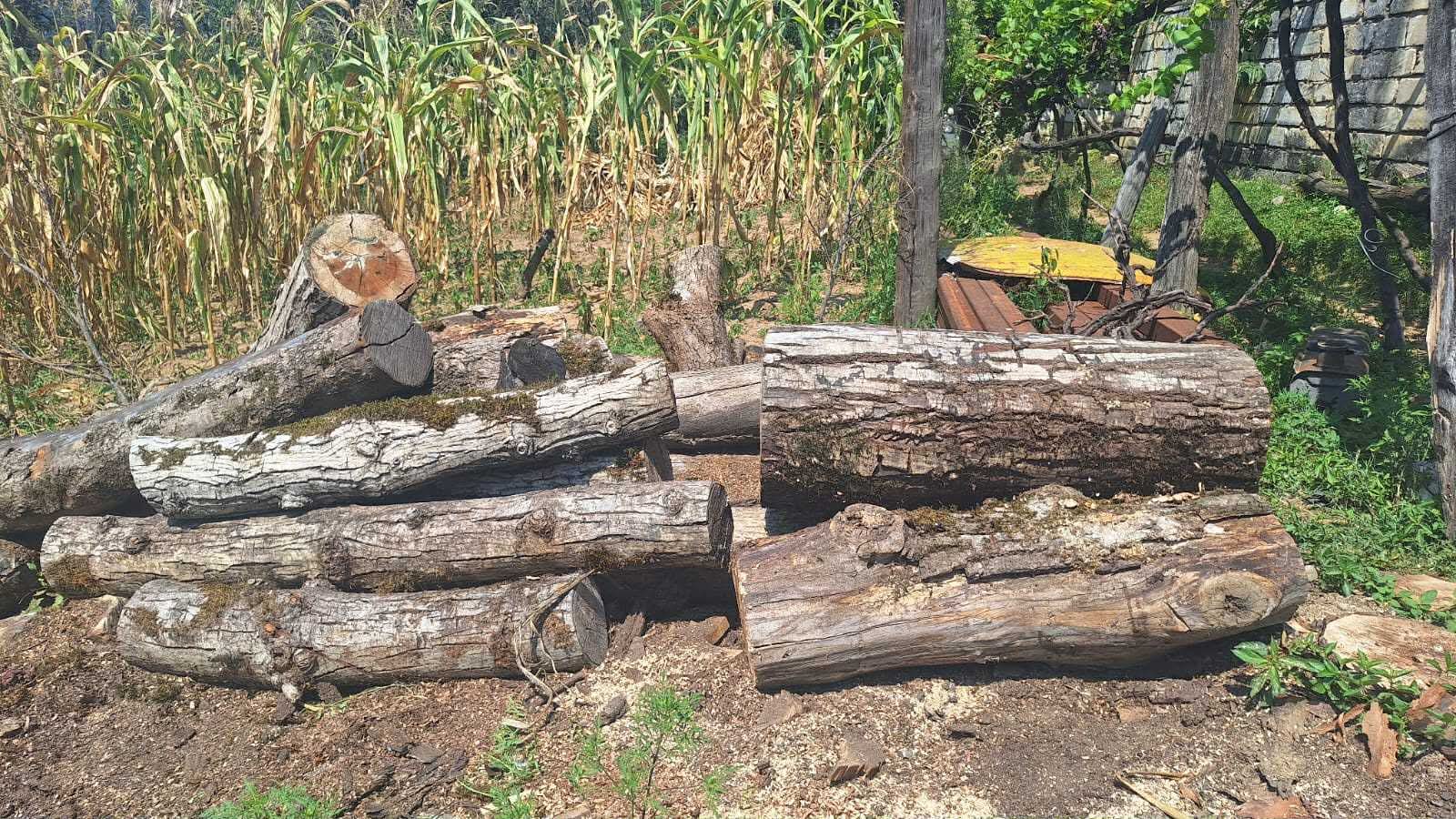 იმერეთში უკანონო ტყითსარგებლობის 22 ფაქტი გამოვლინდა-სექტემბრის სტატისტიკა 