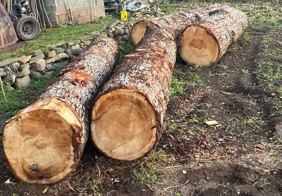 ჭიათურის მუნიციპალიტეტში ხე-ტყის უკანონო მოპოვების ფაქტები გამოავლინეს 