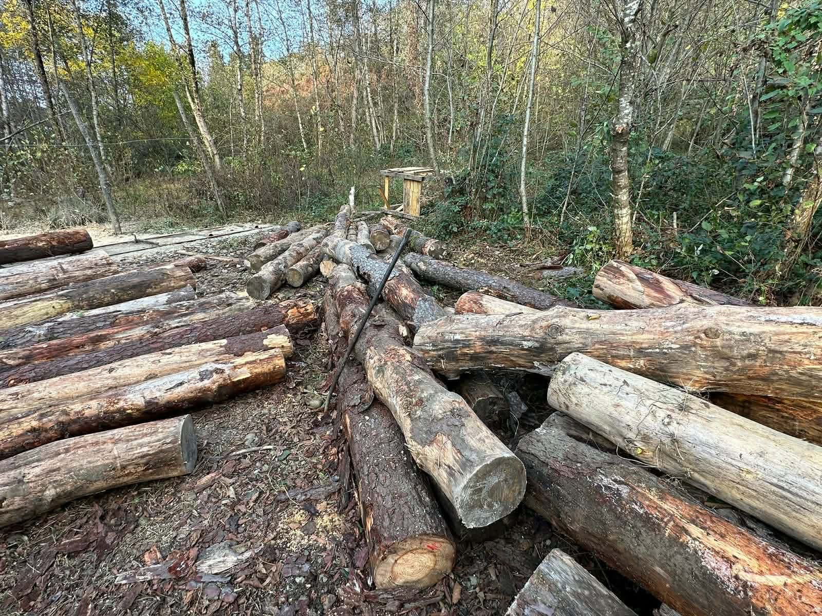 იმერეთში უკანონო ტყითსარგებლობის 22 ფაქტი გამოვლინდა-ნოემბრის სტატისტიკა