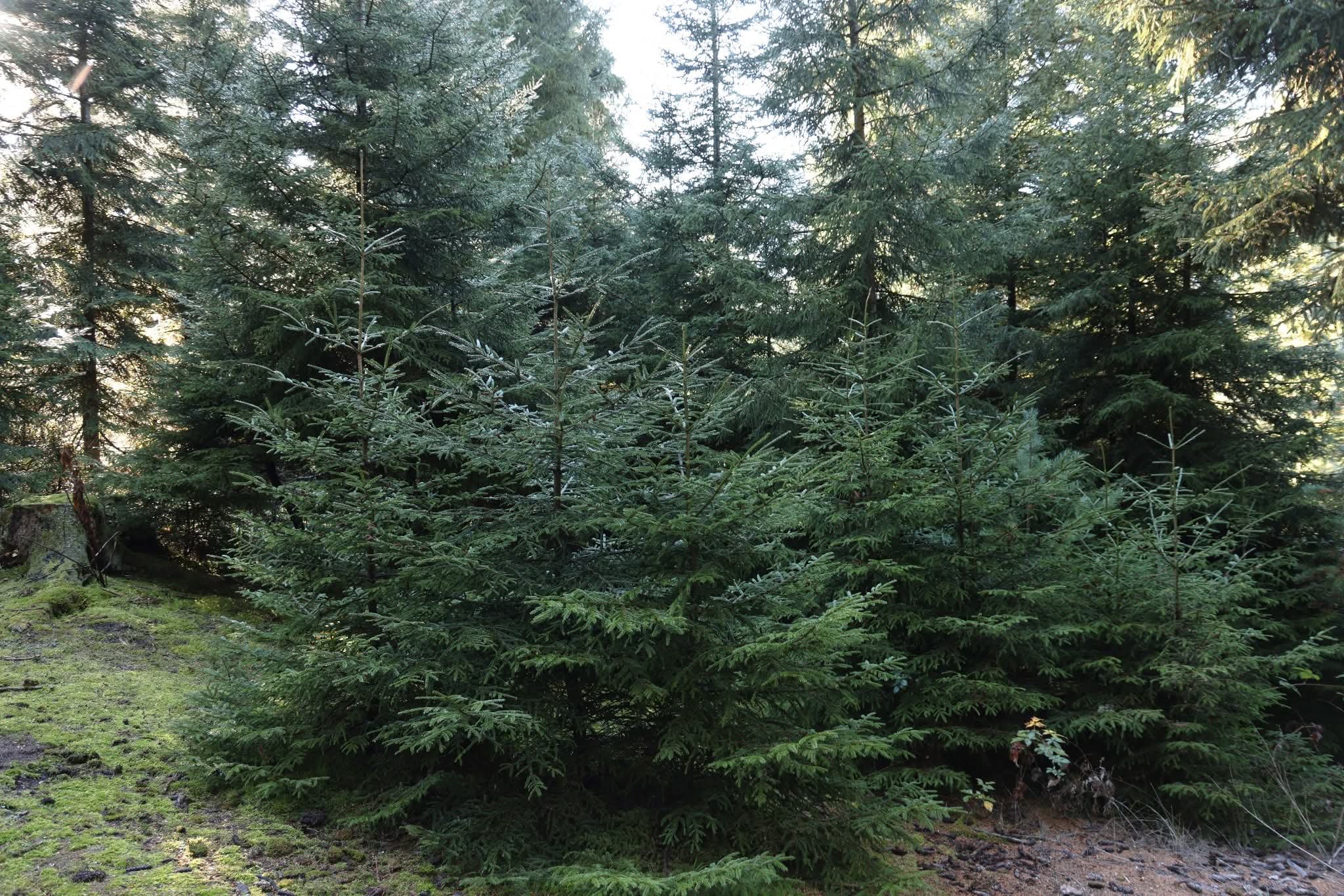 წიწვოვანი ხეების მოპოვებასა და ტრანსპორტირებაზე კონტროლი მკაცრდება