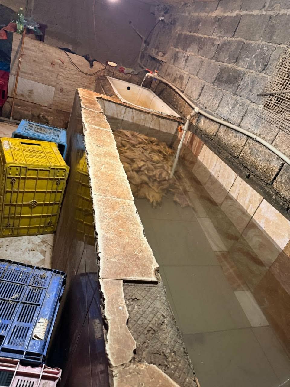 თერჯოლის მუნიციპალიტეტში ფრინველთა არალეგალური სასაკლაო გამოვლინდა