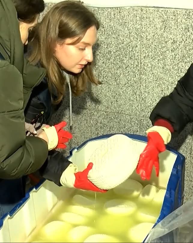 ქუთაისში ყველის კუსტარული საწარმო გამოვლინდა