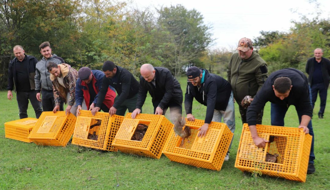 ბაღდათის მუნიციპალიტეტის ორ სოფელში 200 ფრთა კოლხური ხოხობი გაუშვეს