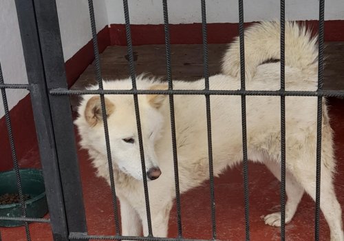 დღეიდან შინაური ცხოველებისთვის კუდის და ყურების მოჭრა იკრძალება 