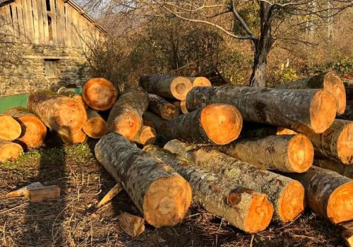 იმერეთში უკანონო ტყითსარგებლობის 245 ფაქტი გამოვლინდა-დეკემბრის სტატისტიკა